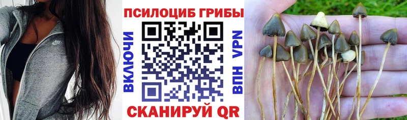 Псилоцибиновые грибы Psilocybe  как найти закладки  Тюмень 